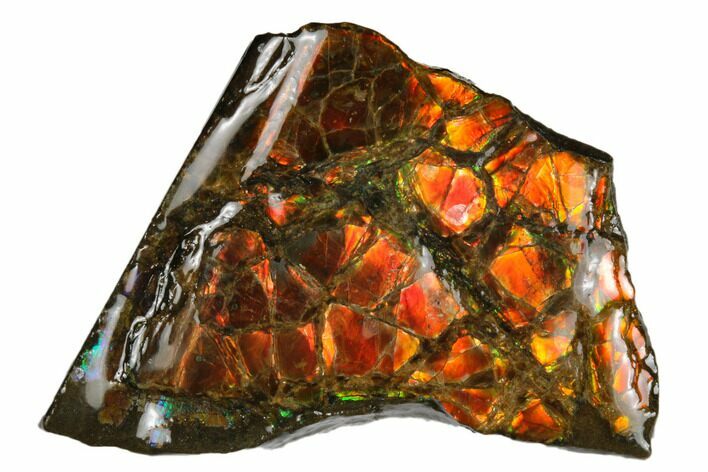 Iridescent Ammolite (Fossil Ammonite Shell) - Alberta, Canada #181113